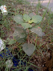 Forsskaolea