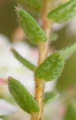 Agathosma planifolia