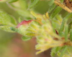 Agathosma planifolia