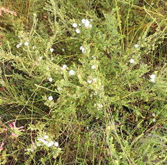 Agathosma planifolia