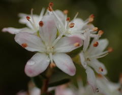 Agathosma planifolia