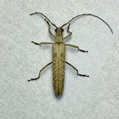 Uracanthus cryptophagus