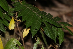 Flindersia xanthoxyla