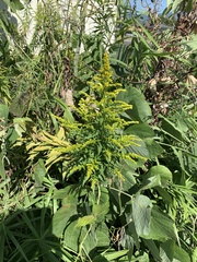 Solidago altissima