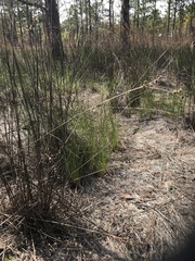 Eleocharis tricostata