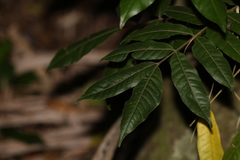 Flindersia xanthoxyla