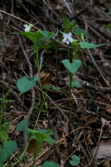 Viola acuminata