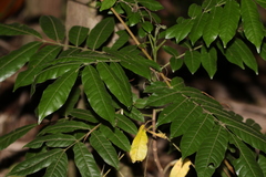 Flindersia xanthoxyla
