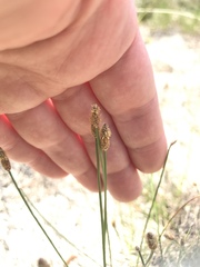 Eleocharis tricostata