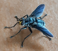 Hermya