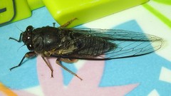 Birrima castanea