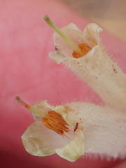 Erica densifolia