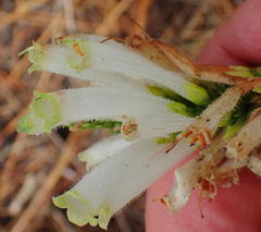 Erica densifolia