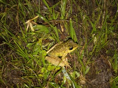 Meristogenys kinabaluensis