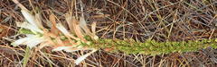 Erica densifolia