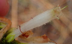 Erica densifolia