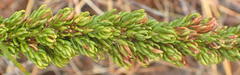 Erica densifolia