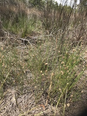 Eleocharis tricostata