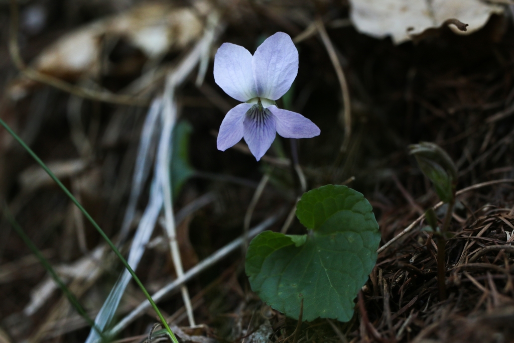 Viola mirabilis — a medium houseplant, prefers full sun light