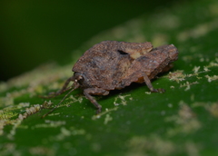 Hyperyboella