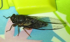 Birrima castanea