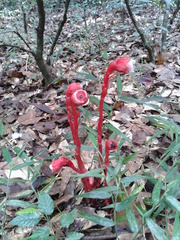 Monotropa coccinea