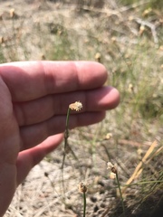 Eleocharis tricostata