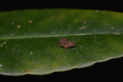 Hyperyboella