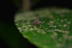Hyperyboella