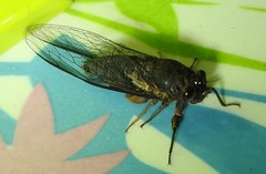 Birrima castanea
