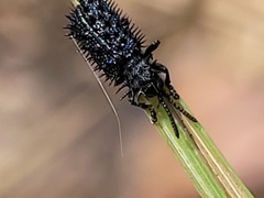 Hispellinus multispinosus