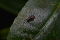 Hyperyboella