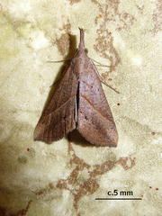 Hypena obacerralis
