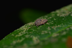 Hyperyboella