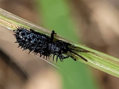 Hispellinus multispinosus