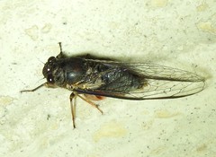 Birrima castanea