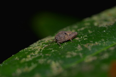 Hyperyboella