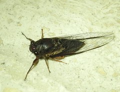 Birrima castanea