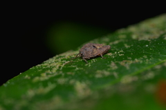 Hyperyboella