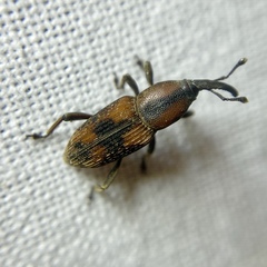 Rhabdoscelus obscurus