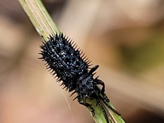 Hispellinus multispinosus