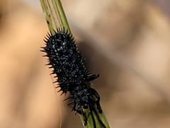 Hispellinus multispinosus