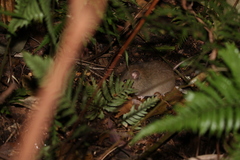 Melomys cervinipes