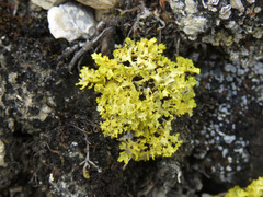 Vulpicida juniperinus