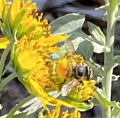 Megachile parallela