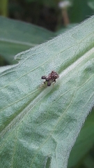 Cyphonia clavigera