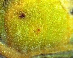 Polystepha pustuloides