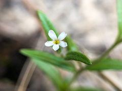 Microsteris gracilis