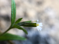 Microsteris gracilis