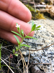 Microsteris gracilis